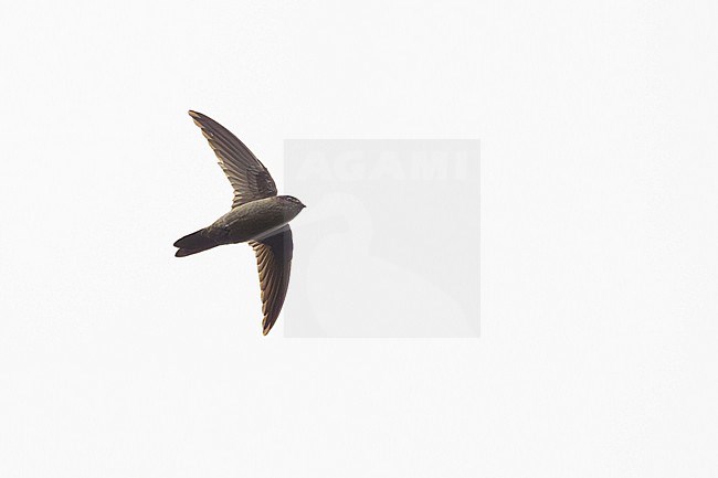 Himalayan Swiftlet (Aerodramus brevirostris) in Thailand. stock-image by Agami/Sylvain Reyt,