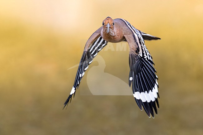 Eurasian Hoopoe (Upupa epops) in Italy. stock-image by Agami/Daniele Occhiato,