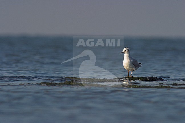 Bonaparte's Gull (Larus philadelphia) near Lake Ontario in Ontario, Canada. stock-image by Agami/Glenn Bartley,