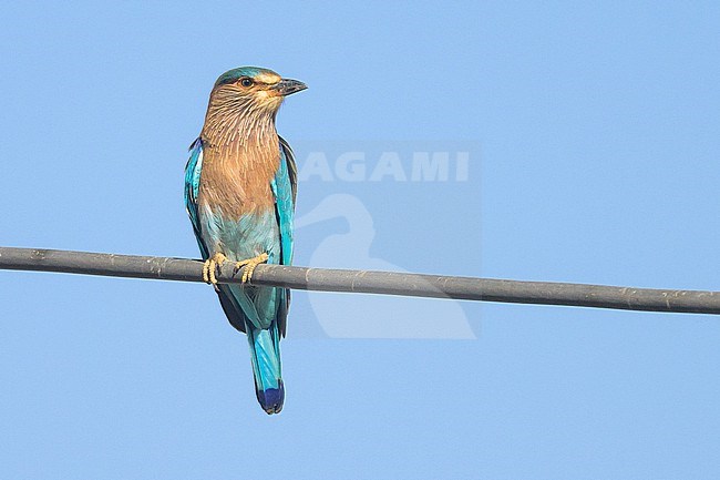 Indian roller, Coracias benghalensis, perched on an electric wire. stock-image by Agami/Sylvain Reyt,