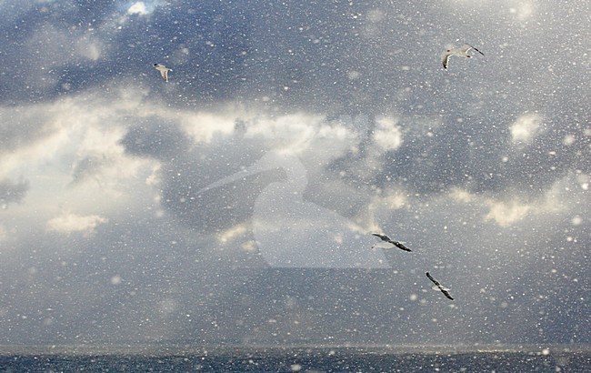 Zilvermeeuw in de vlucht; Herring Gull in flight stock-image by Agami/Markus Varesvuo,