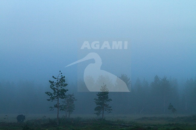 Bruine Beer in Fins bos, Brown Bear in Finnish forest stock-image by Agami/Menno van Duijn,