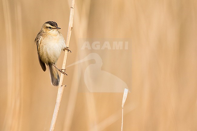 Sedge Warbler - Schilfrohrsänger - Acrocephalus schoenobaenus, Germany (Schleswig-Holstein), adult stock-image by Agami/Ralph Martin,