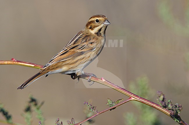 Onvolwassen Rietgors; Immature Common Reed Bunting stock-image by Agami/Daniele Occhiato,