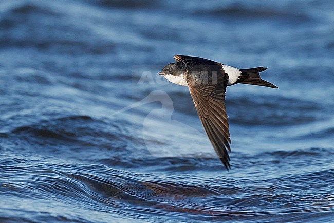 Huiszwaluw in vlucht; Common House Martin (Delichon urbicum) in flight stock-image by Agami/Markus Varesvuo,