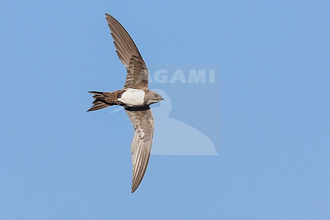 Alpine Swift (Tachymarptis melba), individual in flight seen from below, Campania, Italy stock-image by Agami/Saverio Gatto,