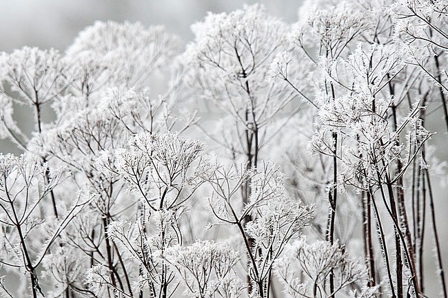 Plant covered in soft rime at Vlinderhof in winter stock-image by Agami/Caroline Piek,