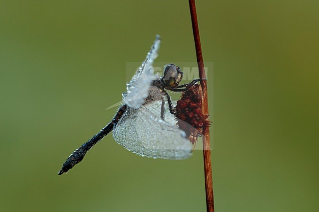 Bedauwde man Zwarte heidelibel; Black darter male covered with dew; stock-image by Agami/Walter Soestbergen,