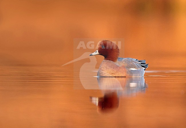 Male Eurasian Wigeon (Anas penelope) swimming in the early morning with stunning light on an orange colored lake in the Netherlands. stock-image by Agami/Walter Soestbergen,