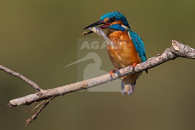 Mannetje IJsvogel op een tak; Male Common Kingfisher perched on a branch stock-image by Agami/Daniele Occhiato,