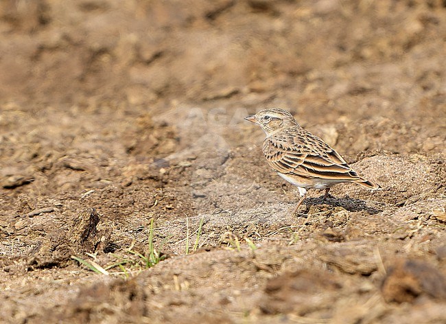 Mongolian Short-toed Lark, Calandrella dukhunensis, during autumn migration in Mongolia. Standing on the ground. stock-image by Agami/Dani Lopez-Velasco,