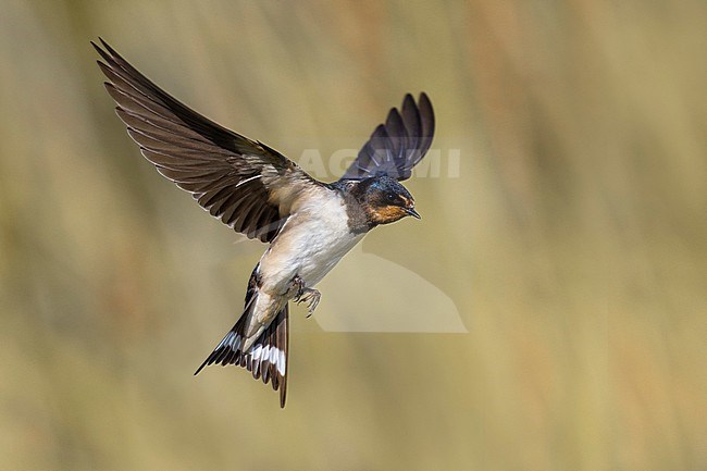 Barn Swallow (Hirundo rustica) in Italy. stock-image by Agami/Daniele Occhiato,