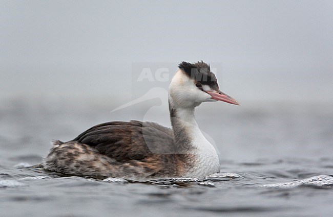 Fuut in winterkleed; Great Crested Grebe in winter plumage stock-image by Agami/Markus Varesvuo,