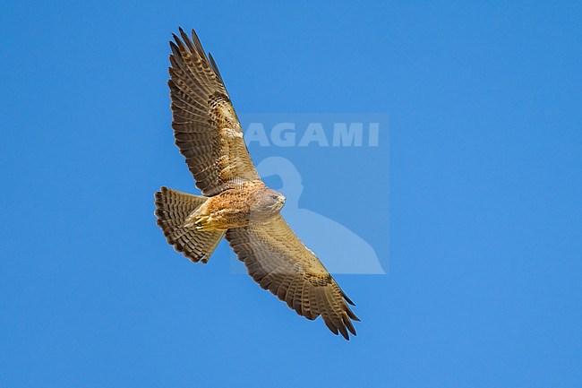 Adult (intermediate morph)
San Diego Co., CA
April 2023 stock-image by Agami/Brian E Small,