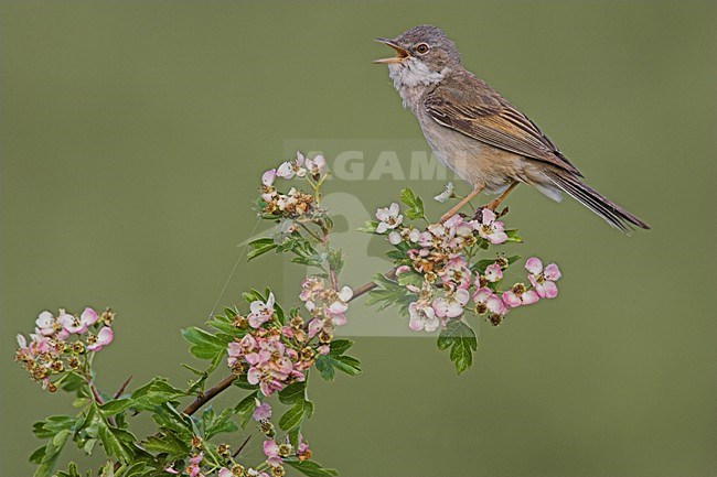 Zingende Grasmus; Singing Common Whitethroat stock-image by Agami/Menno van Duijn,