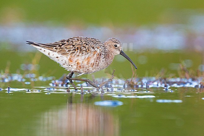 Curlew Sandpiper (Calidris ferruginea), side view of an adult moulting to breeding plumage, Campania, Italy stock-image by Agami/Saverio Gatto,