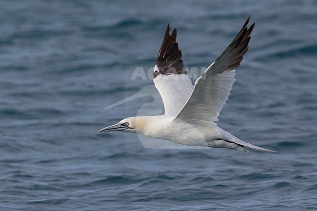 Jan-van-Gent; Northern Gannet; Sula bassana; Morus bassanus stock-image by Agami/Daniele Occhiato,