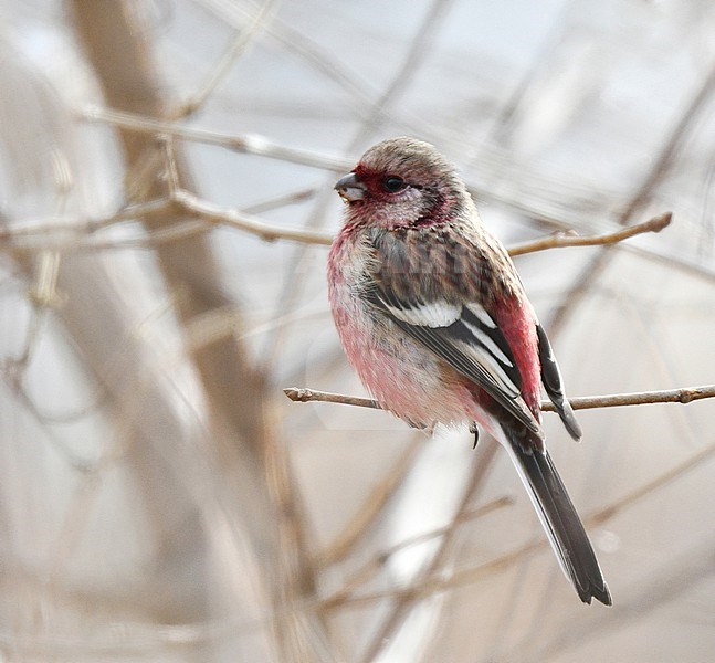 Siberian Long-tailed Rosefinch (Carpodacus sibiricus sanguinolentus ) in Japan. stock-image by Agami/Laurens Steijn,