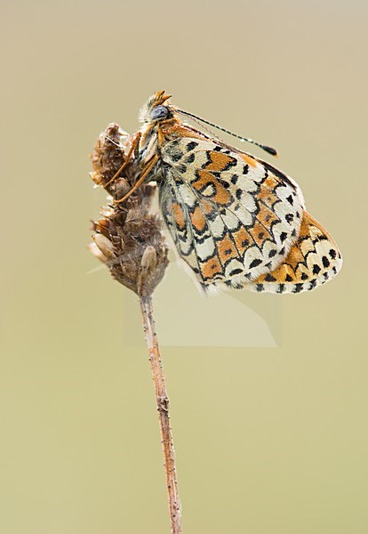 Rustende veldparelmoervlinder / Resting Glanville fritillary stock-image by Agami/Bas Mandos,