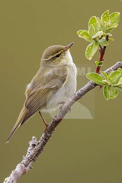 Arctic warbler (Phylloscopus borealis) perched on a branch in Nome, Alaska. stock-image by Agami/Glenn Bartley,