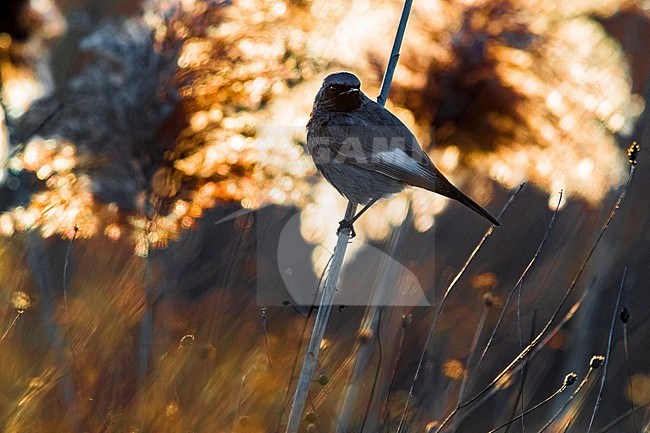Wintering male Black Redstart (Phoenicurus ochruros gibraltariensis) in Italy. stock-image by Agami/Daniele Occhiato,