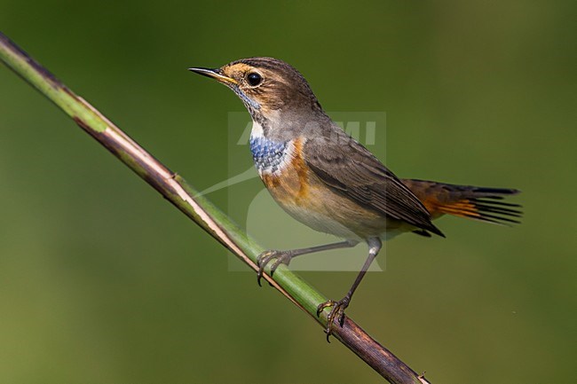 Blauwborst in winterkleed, White-spotted Bluethroat in winterplumage stock-image by Agami/Daniele Occhiato,