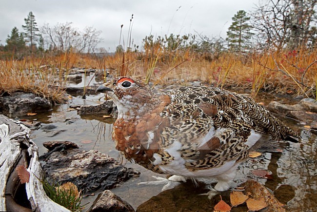 Vrouwtje Moerassneeuwhoen in zomerkleed; Female Willow Ptarmigan in summer plumage stock-image by Agami/Markus Varesvuo,