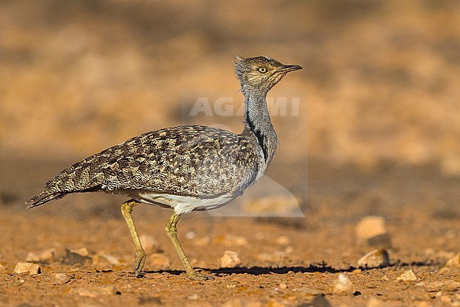 Houbara Bustard (Chlamydotis undulata fuertaventurae) on the Canary Island of Fuerteventura. This subspecies is highly restricted and endangered, with less then 500 birds left in the wild. stock-image by Agami/Daniele Occhiato,