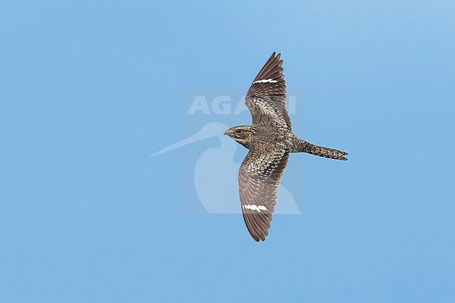 Adult male
Galveston Co., TX
April 2023 stock-image by Agami/Brian E Small,