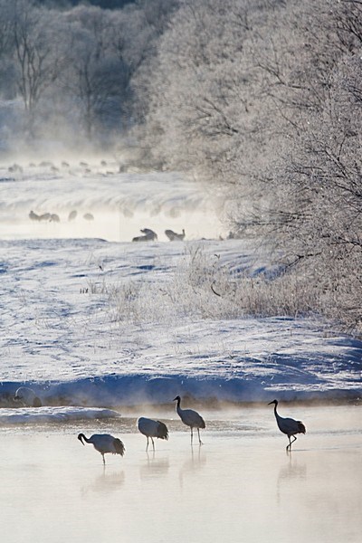 Chinese Kraanvogel; Red-crowned Crane stock-image by Agami/Marc Guyt,