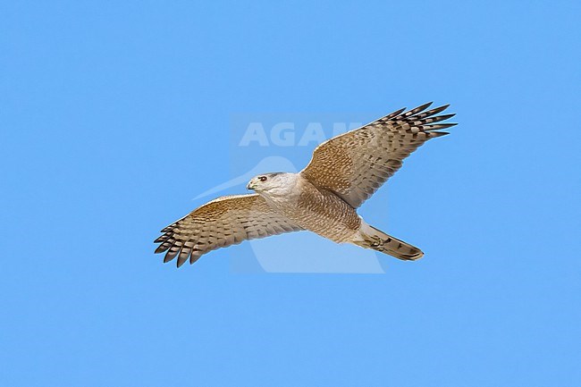 Adult male
Pima Co., AZ
April 2024 stock-image by Agami/Brian E Small,