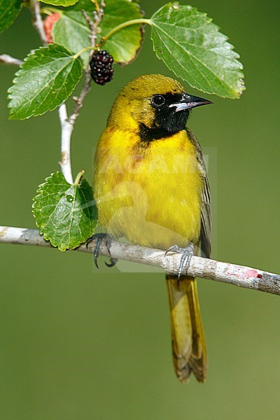 First summer male
Galveston Co., TX
April 2006 stock-image by Agami/Brian E Small,