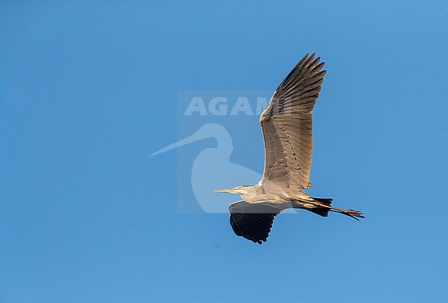 Grey Heron (Ardea cinerea) in flight seen from below. stock-image by Agami/Marc Guyt,