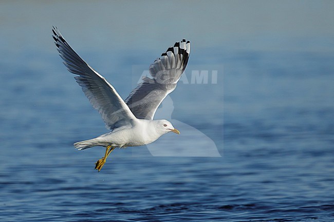 Adult Mew Gull (Larus canus brachyrhynchus) in summer plumage off Seward Peninsula, Alaska, USA. Flying low over the sea. stock-image by Agami/Brian E Small,