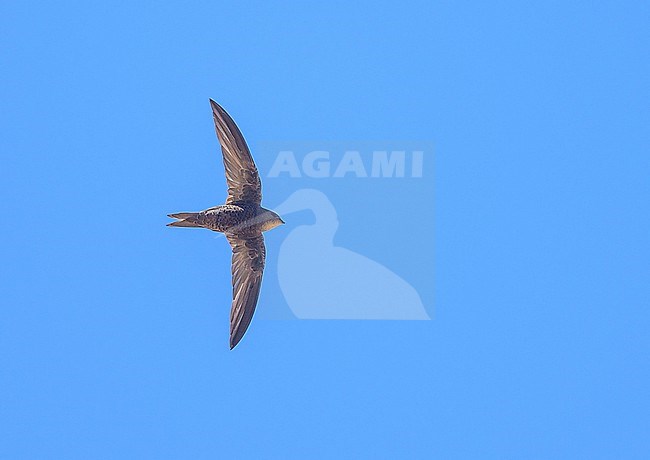 Forbes-Watson's Swift (Apus berliozi) in Oman. stock-image by Agami/Sylvain Reyt,