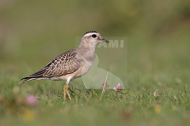 Eurasian Dotterel, Morinelplevier, Charadrius morinellus stock-image by Agami/Arie Ouwerkerk,