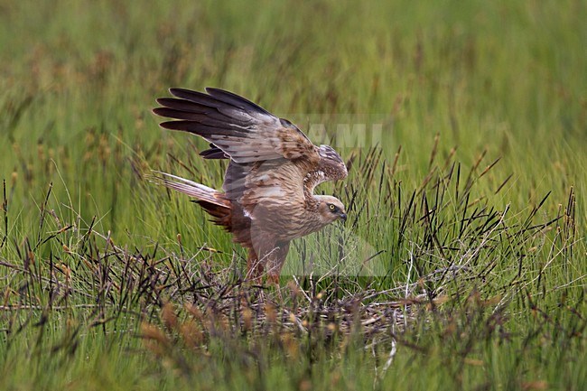 Mannetje Bruine Kiekendief op het nest; Male Marsh Harrier on the nest stock-image by Agami/Daniele Occhiato,