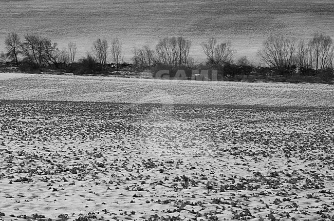 Winters landschap, Winter landscape stock-image by Agami/Rob de Jong,