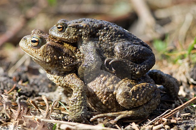 Parende Gewone Padden, Mating Common Toads stock-image by Agami/Wil Leurs,