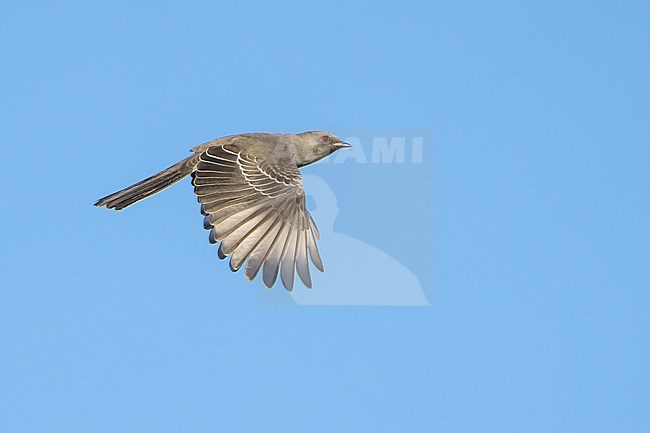 Adult female
San Diego Co., CA
January 2022 stock-image by Agami/Brian E Small,