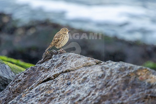 Rock Pipit on a wave breaker stock-image by Agami/Arnold Meijer,