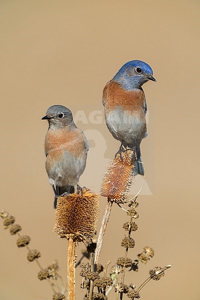 Adult male (right), adult female (left)
Santa Barbara Co., CA
November 2022 stock-image by Agami/Brian E Small,