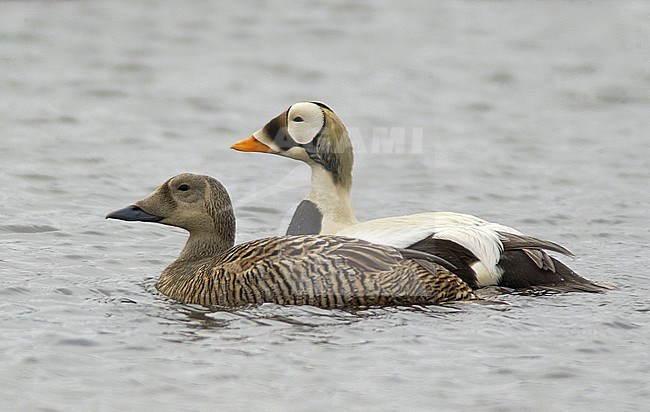 Spectacled Eider (Somateria fischeri) at the breeding grounds in Barrow, Alaska. stock-image by Agami/Rene Pop ,