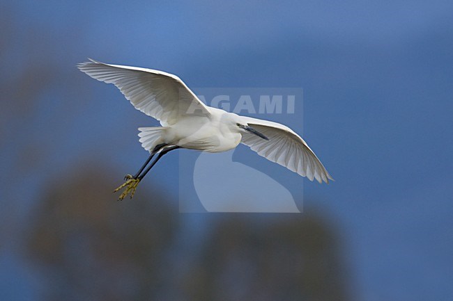 Kleine Zilverreiger vliegend; Little Egret flying stock-image by Agami/Daniele Occhiato,
