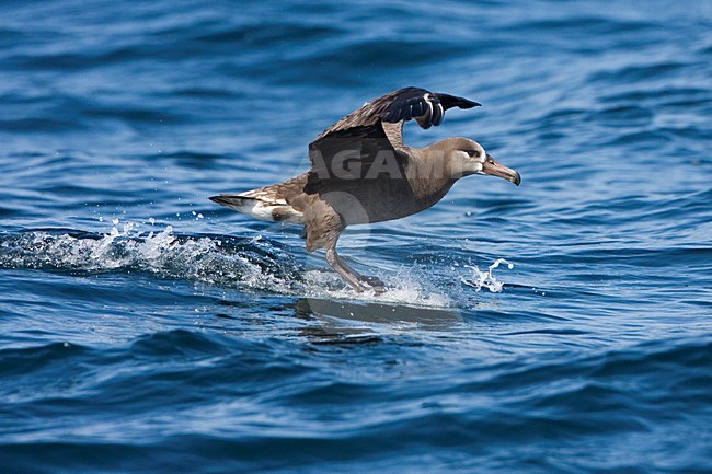 Zwartvoetalbatros opvliegend; Black-footed Albatross flying off stock-image by Agami/Martijn Verdoes,