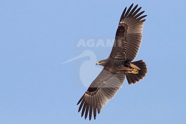 Greater Spotted Eagle (Clanga clanga), juvenile in flight stock-image by Agami/Saverio Gatto,