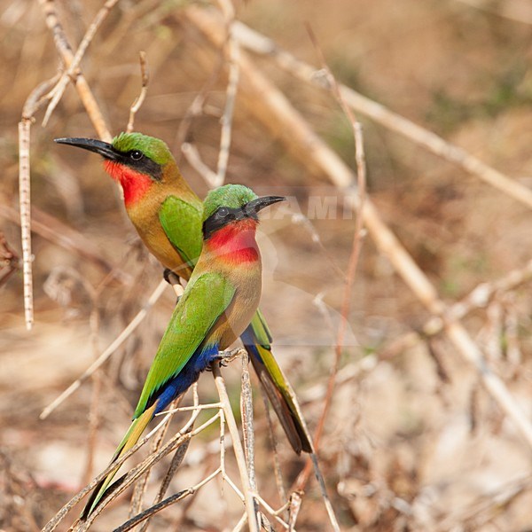 Roodkeelbijeneters, Redthroated Bee-eaters stock-image by Agami/Wil Leurs,