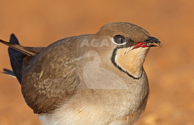 Vorkstaartplevier beeldvullend; Collared Pratincole close-up stock-image by Agami/Markus Varesvuo,