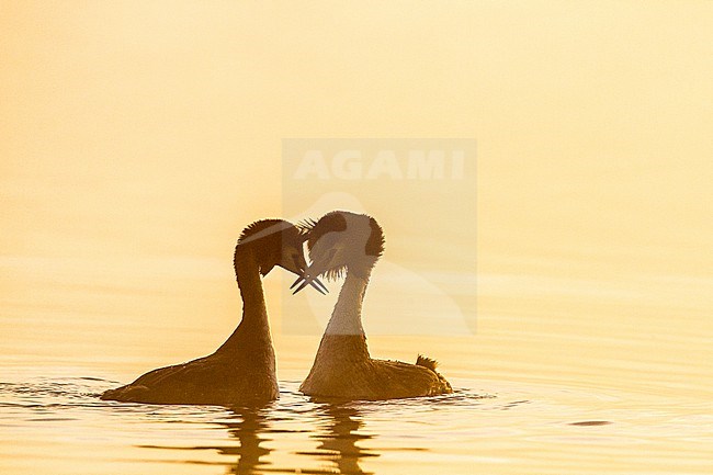 Fuut, Great Crested Grebe, Podiceps cristatus pair in territorial fight at sunrise in the mist stock-image by Agami/Menno van Duijn,