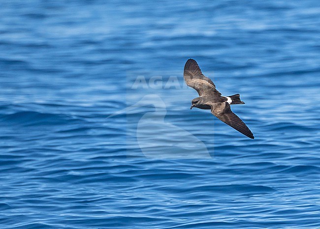 Monteiro's Storm Petrel, Oceanodroma monteiroi, in flight off the island Graciosa in the Azores, Portugal. Also known as Hydrobates monteiroi. stock-image by Agami/Pete Morris,